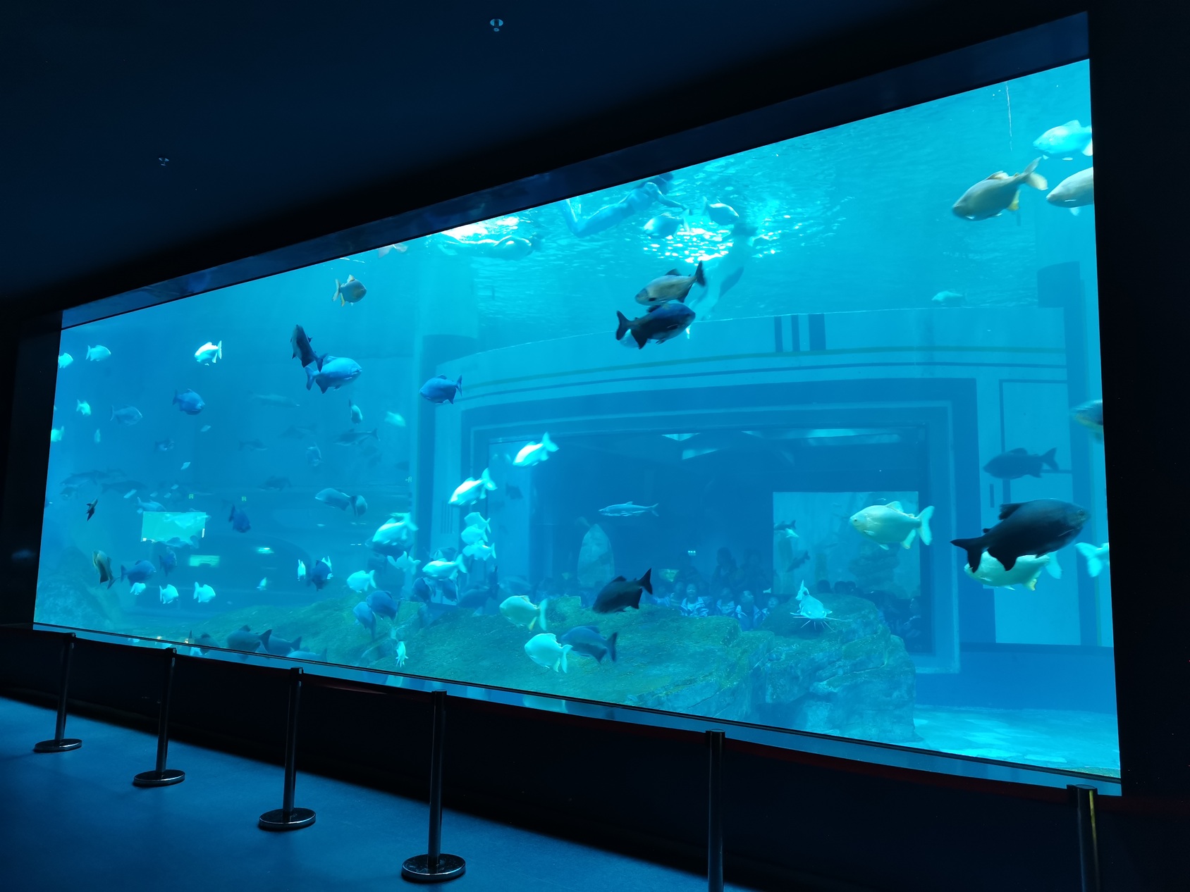 Acrylic panel for aquarium installation precautions - leyu acrylic