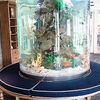 The Best Acrylic Fish Tank Ideas for Freshwater Aquariums | Custom Aquarium Manufacturer - Leyu Acrylic Factory