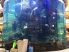How Do You Get Algae Off Acrylic Aquarium Tank?-leyu Acrylic Sheet Product Factory