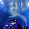 Who Has The Longest Underwater Tunnel Aquarium in The Us - Leyu Acrylic Sheet Products Factory