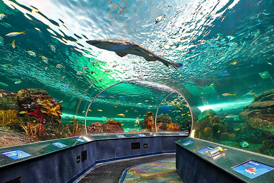 Do you know basic acrylic aquarium engineering? - LEYU