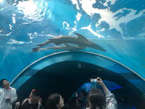 Tunnel aquarium made by Leyu acrylic factory - LEYU