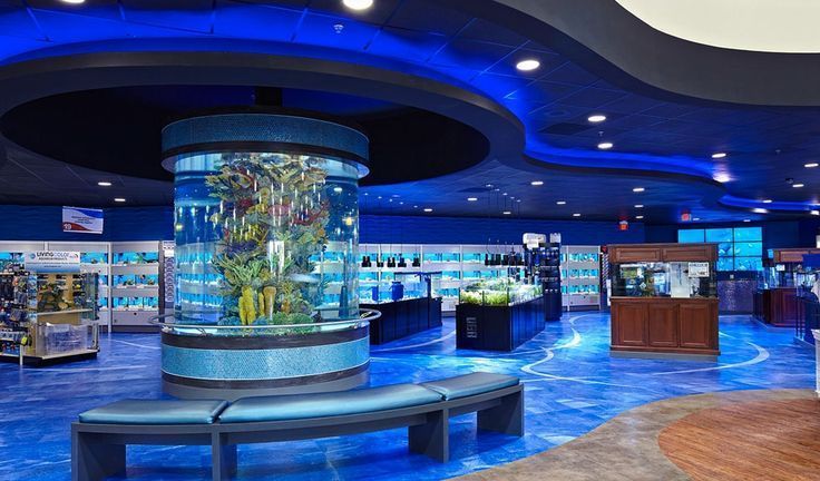 How Do You Get Algae Off Acrylic Aquarium Tank?-leyu Acrylic Sheet Product Factory