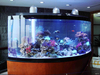 Leyu acrylic is a Acrylic Aquarium Manufacturer and Builder - Leyu