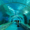 Using Acrylic Panel To Build Underwater Tunnel Aquariums-Leyu Acrylic Sheet Products Factory