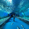 Why Is The Aquarium Tunnel So Popular-Leyu Acrylic Sheet Products Factory