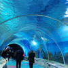 Why Is The Georgia Aquarium Tunnel So Popular-Leyu Acrylic Sheet Products Factory