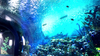 Leyu acrylic aquarium factory tells you where to buy acrylic sheets for aquarium - Leyu 