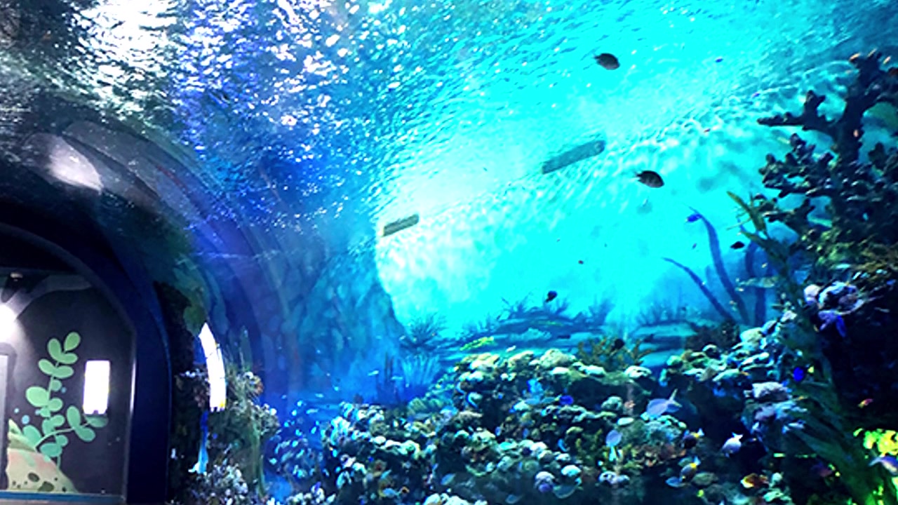 Leyu acrylic aquarium factory tells you where to buy acrylic sheets for aquarium - Leyu 