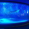 Which aquarium manufacturers is the best torecommend Leyu Acrylic aquarium Factory - Leyu