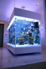 How to clean a aquarium fish tank - leyu