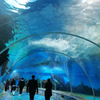 Leyu Acrylic Tank You on A Walk Through The Aquarium Tunnel-Leyu Acrylic Sheet Products Factory