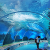 Why Is The Georgia Aquarium Tunnel So Popular-Leyu Acrylic Sheet Products Factory