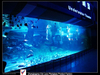 Luxury Design Custom Acrylic View Window For Aquarium -Leyu