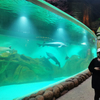 Custom Acrylic Window Aquarium Oceanarium-Leyu Acrylic Sheet Products Factory 