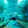 Leyu Acrylic Tank You on A Walk Through The Aquarium Tunnel-Leyu Acrylic Sheet Products Factory