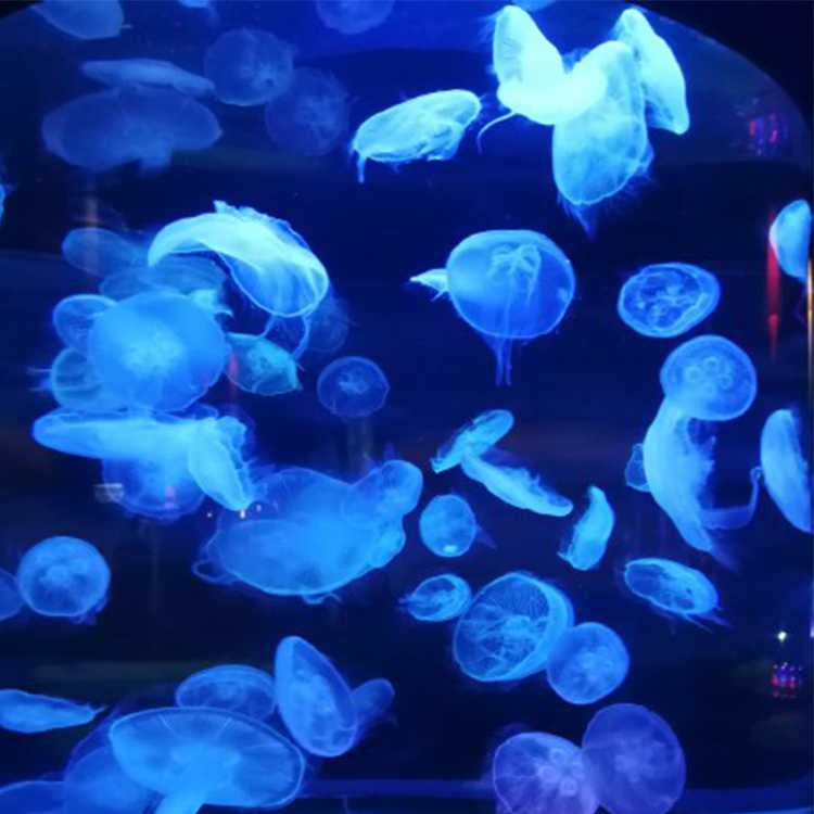 Jellyfish Cylinder Aquarium Jellyfish Cylinder Aquarium