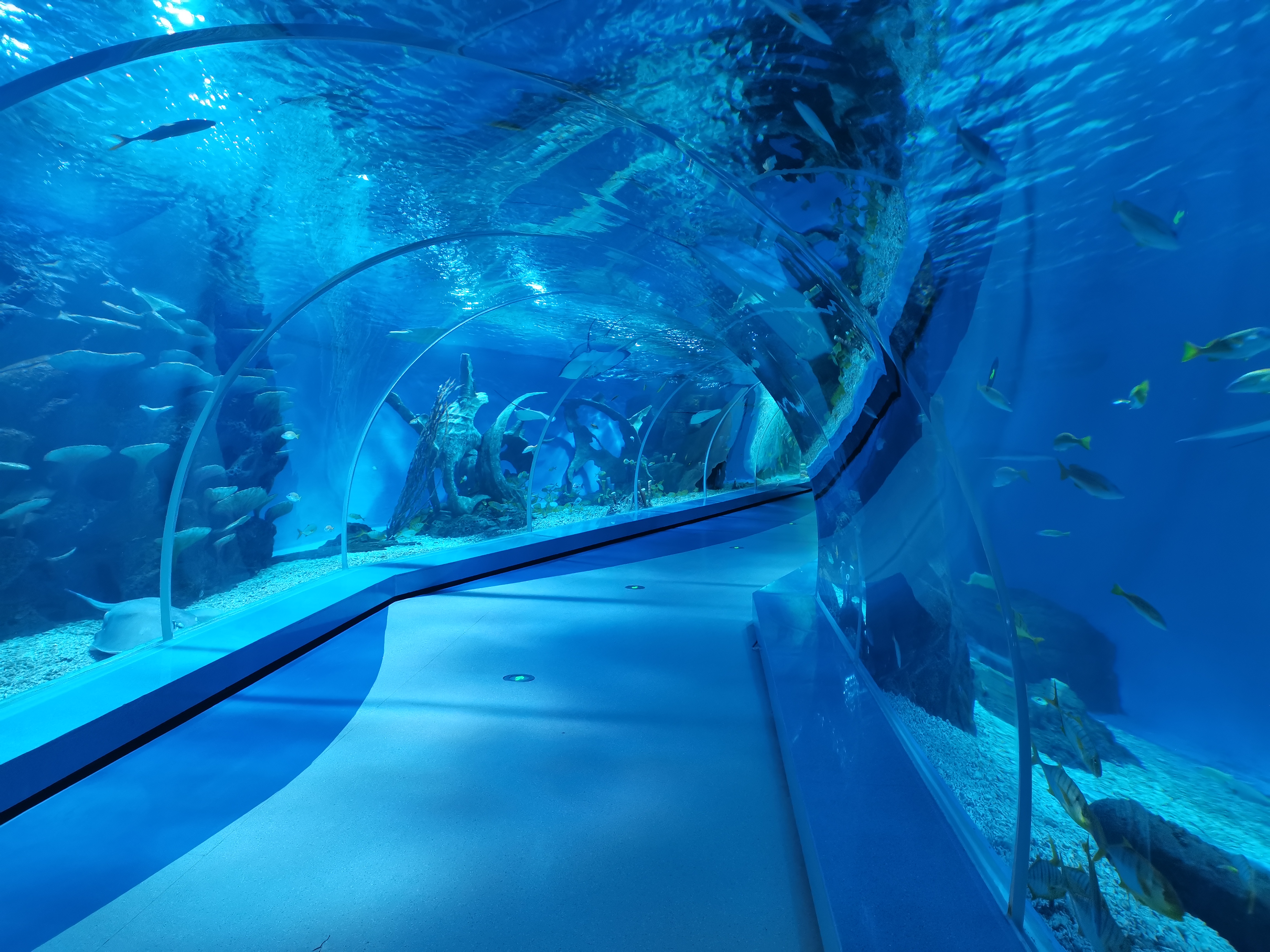 Acrylic tunnel aquarium - LEYU ACRYLIC