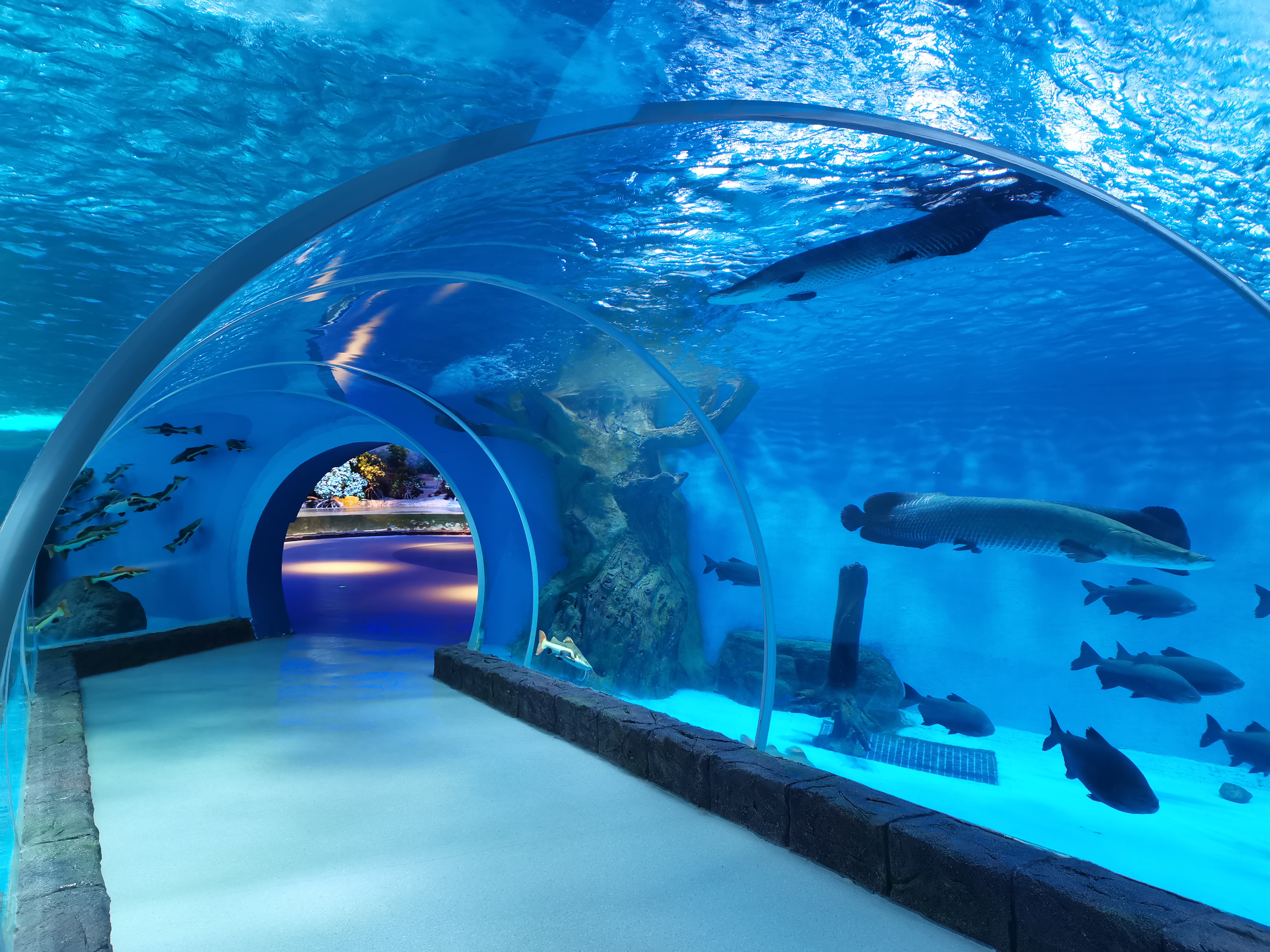Acrylic tunnel aquarium - manufacture