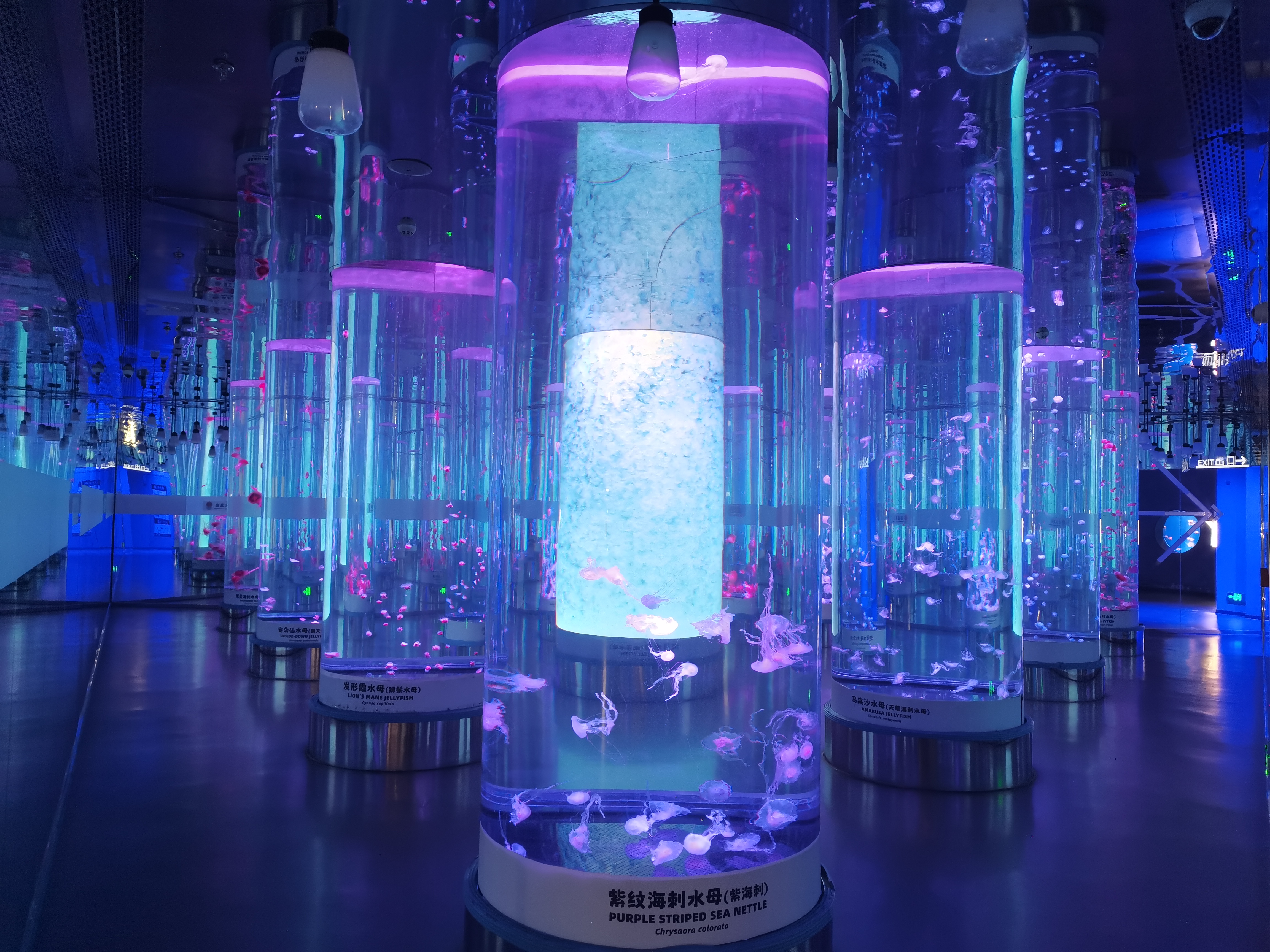Acrylic jellyfish tank - LEYU