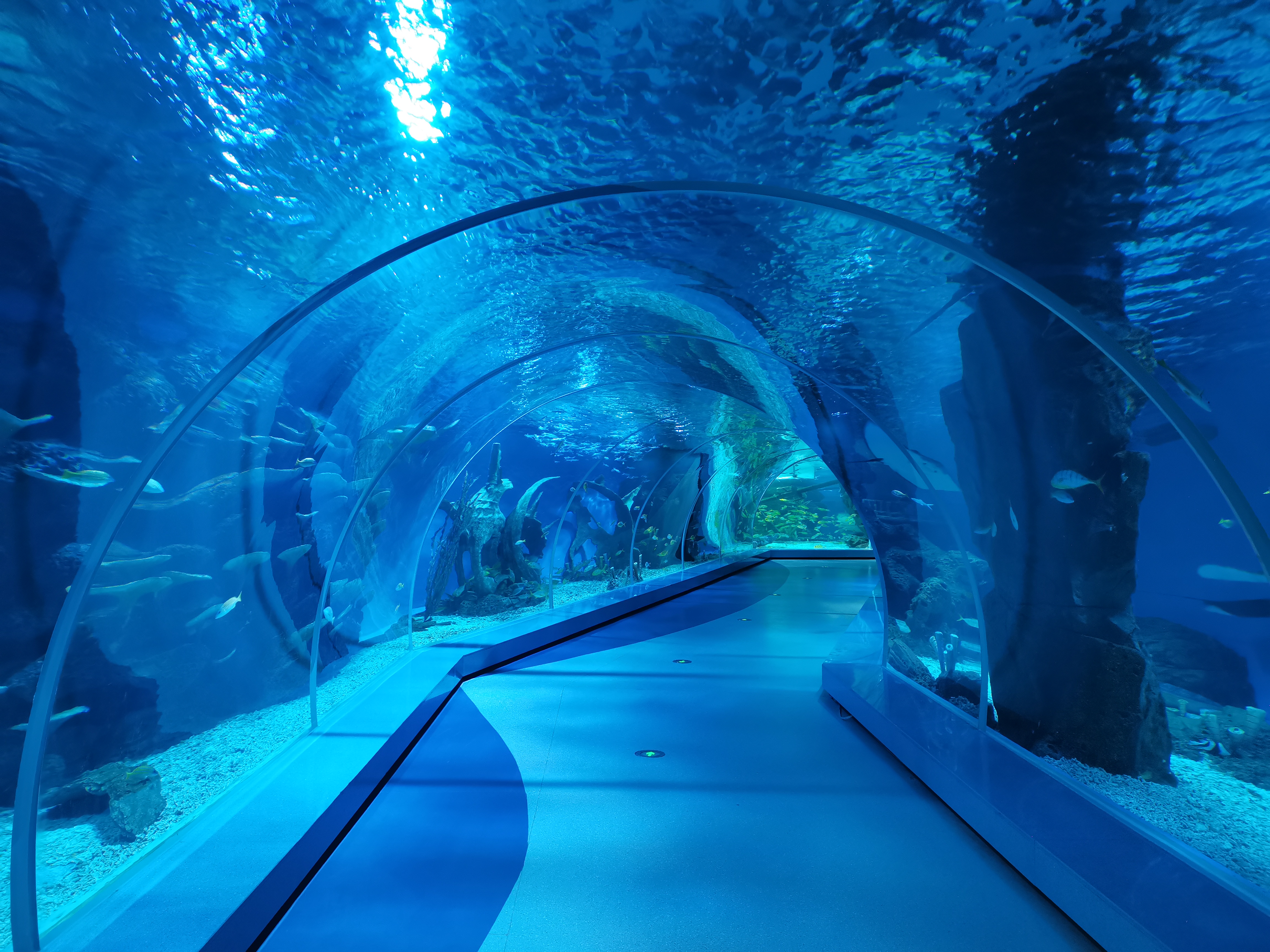 Acrylic tunnel aquarium - LEYU ACRYLIC
