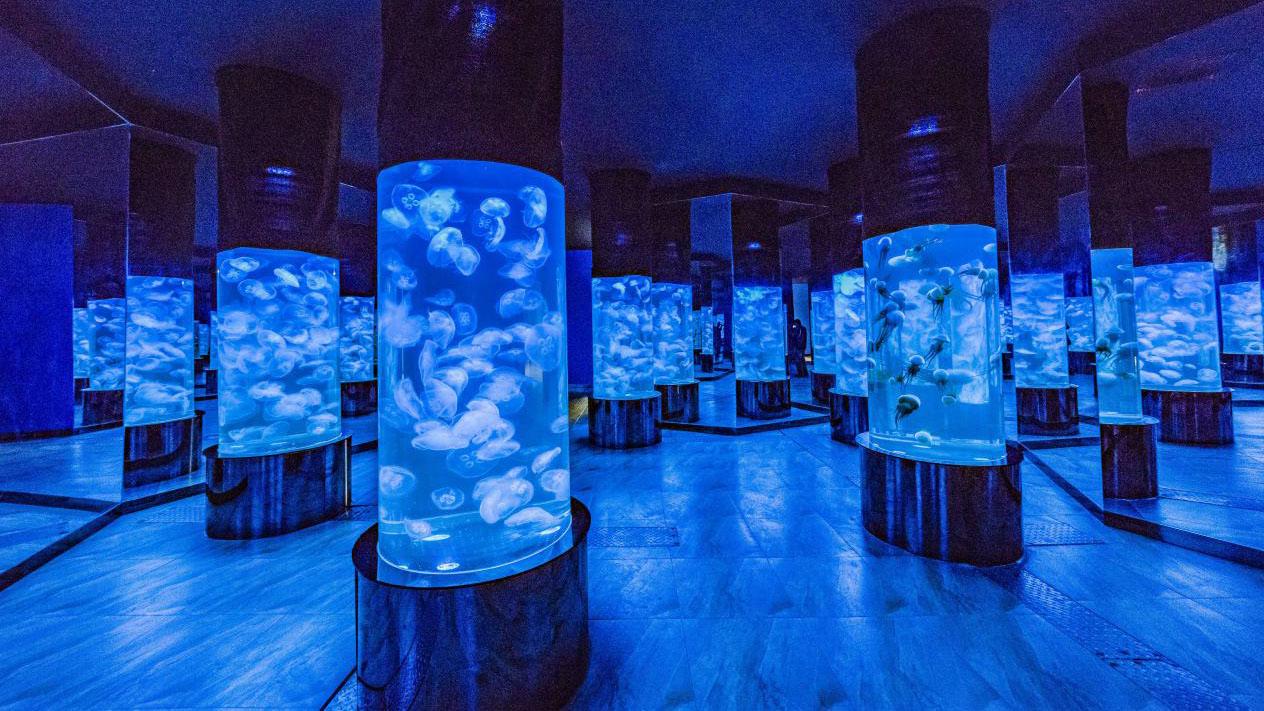 Nanjing Jellyfish Curved