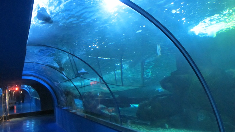 Shandong Penglai Underwater World - Leyu Aquarium Tunnel (2)