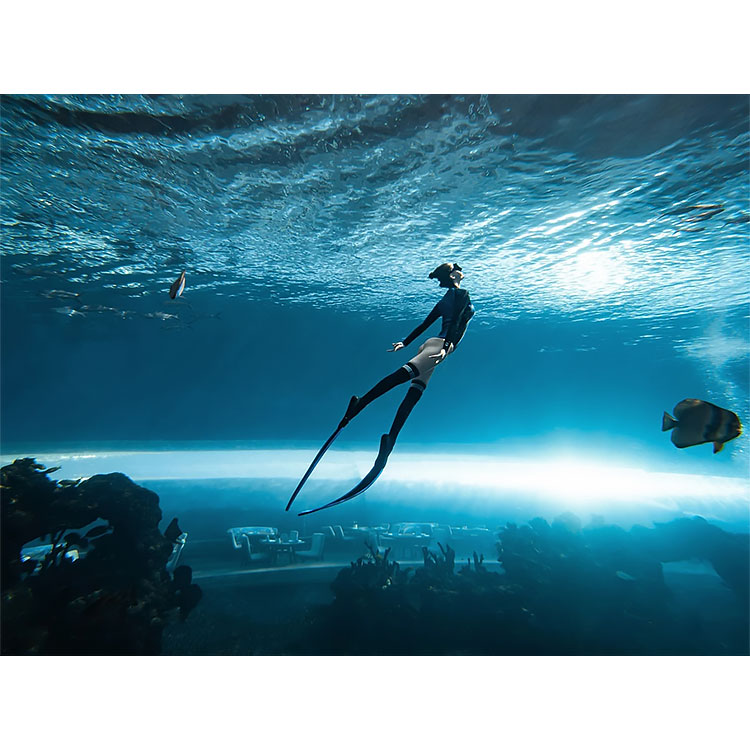 Ocean Park Public aquarium Acrylic Aquarium 
