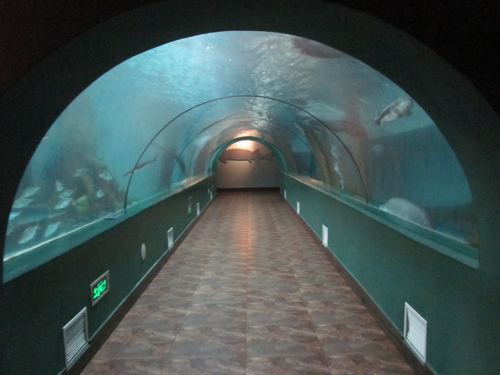 Hefei Hanhai Polar Ocean World - Leyu Aquarium Tunnel (6)