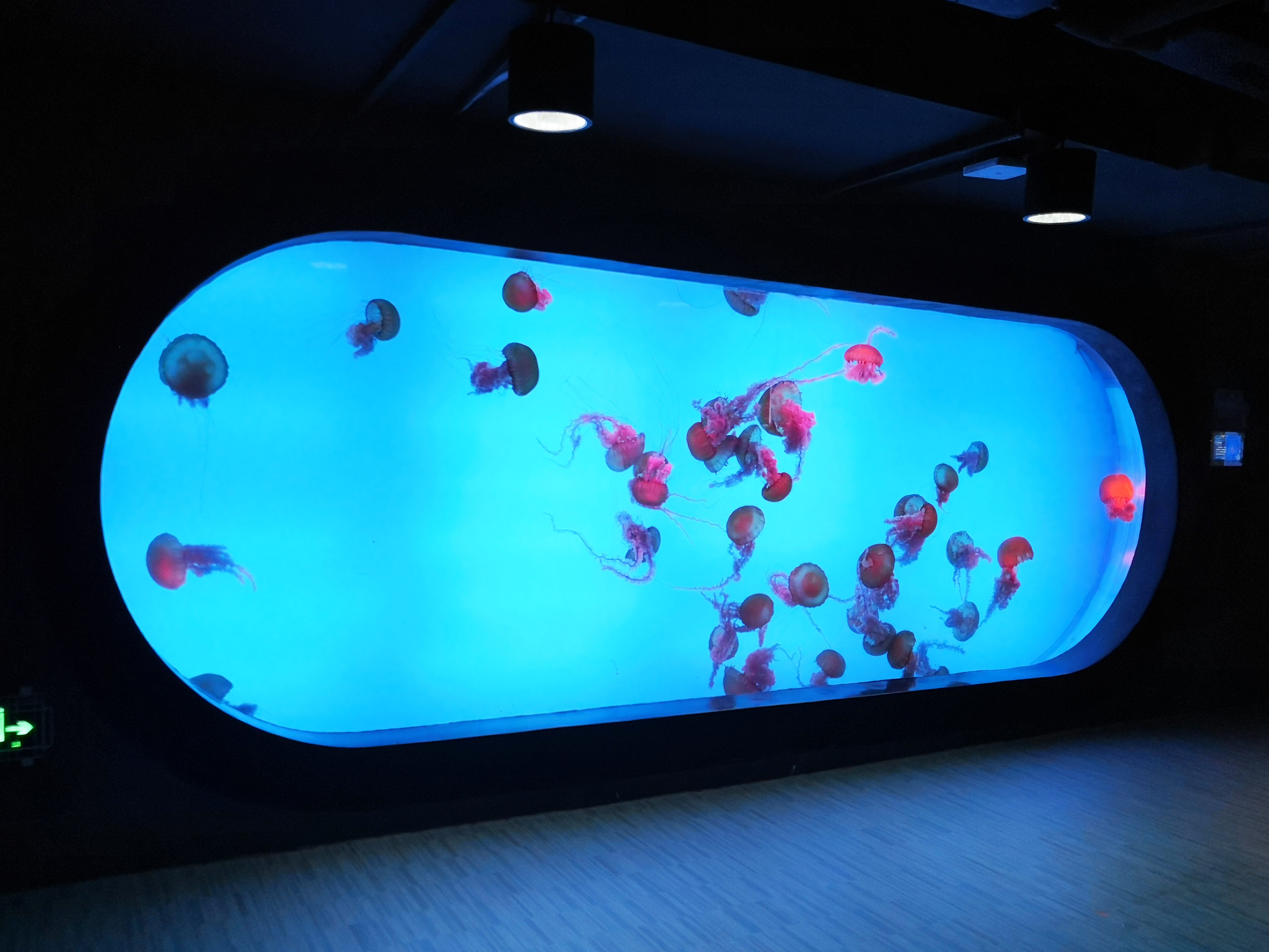 Custom acrylic fish tank