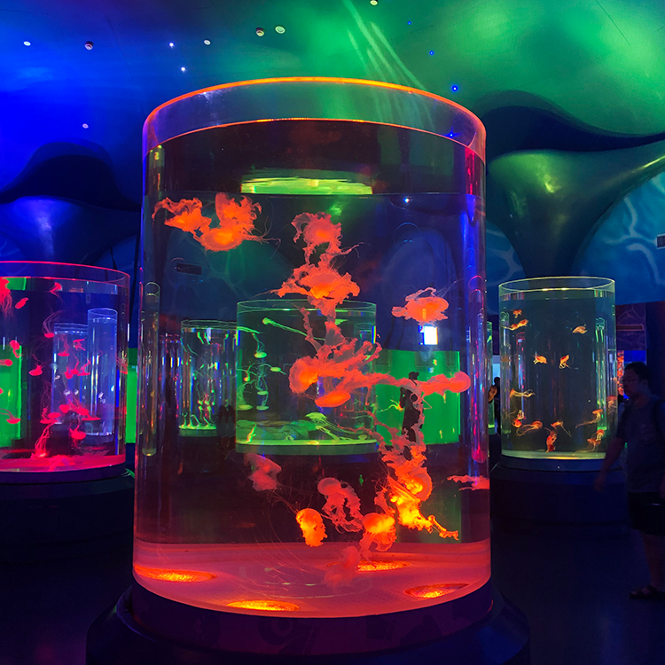 Custom acrylic jellyfish tank