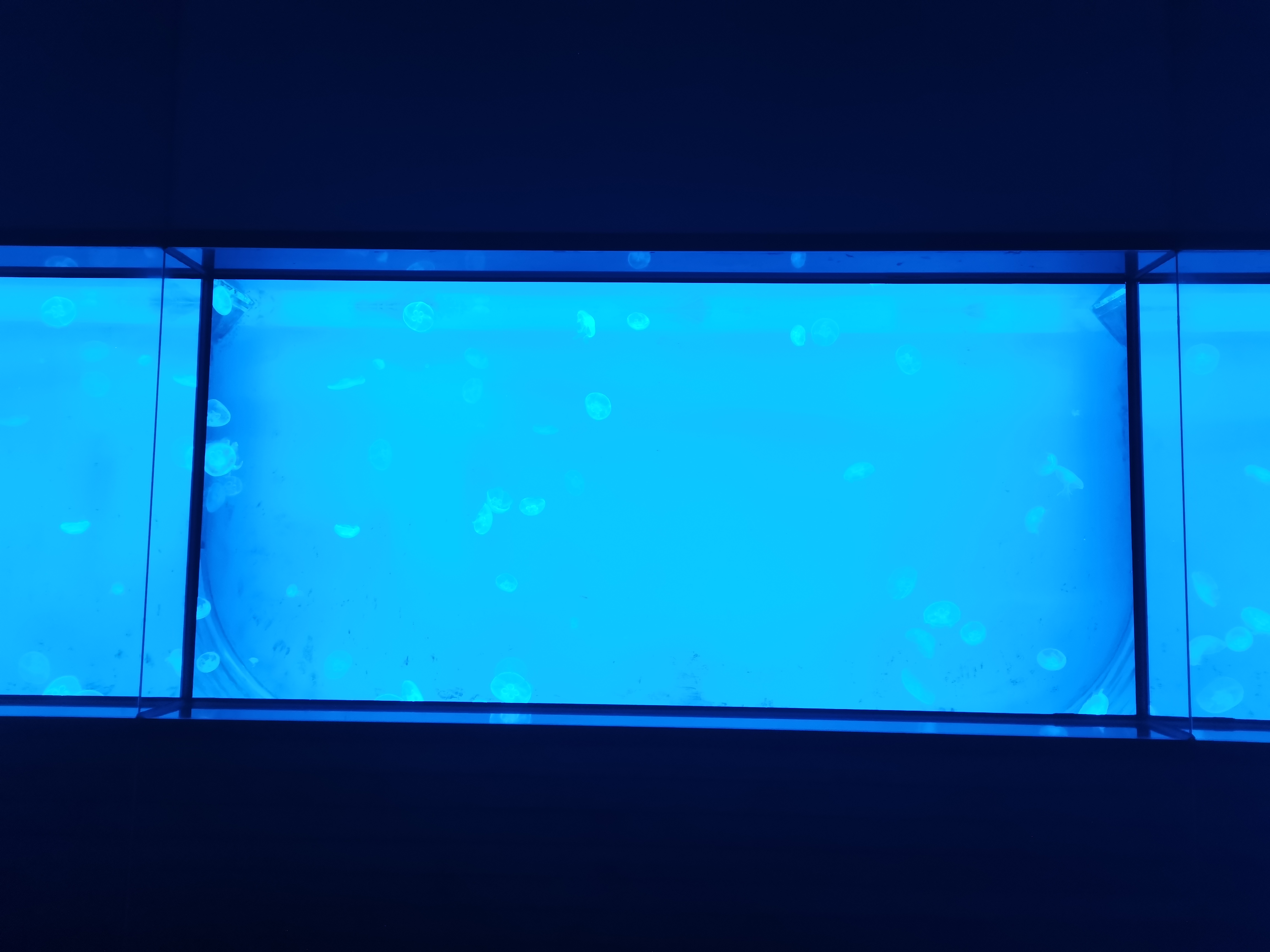 Acrylic jellyfish aquarium - manufacture