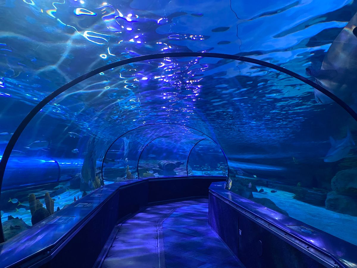 Acrylic tunnel aquarium - factory