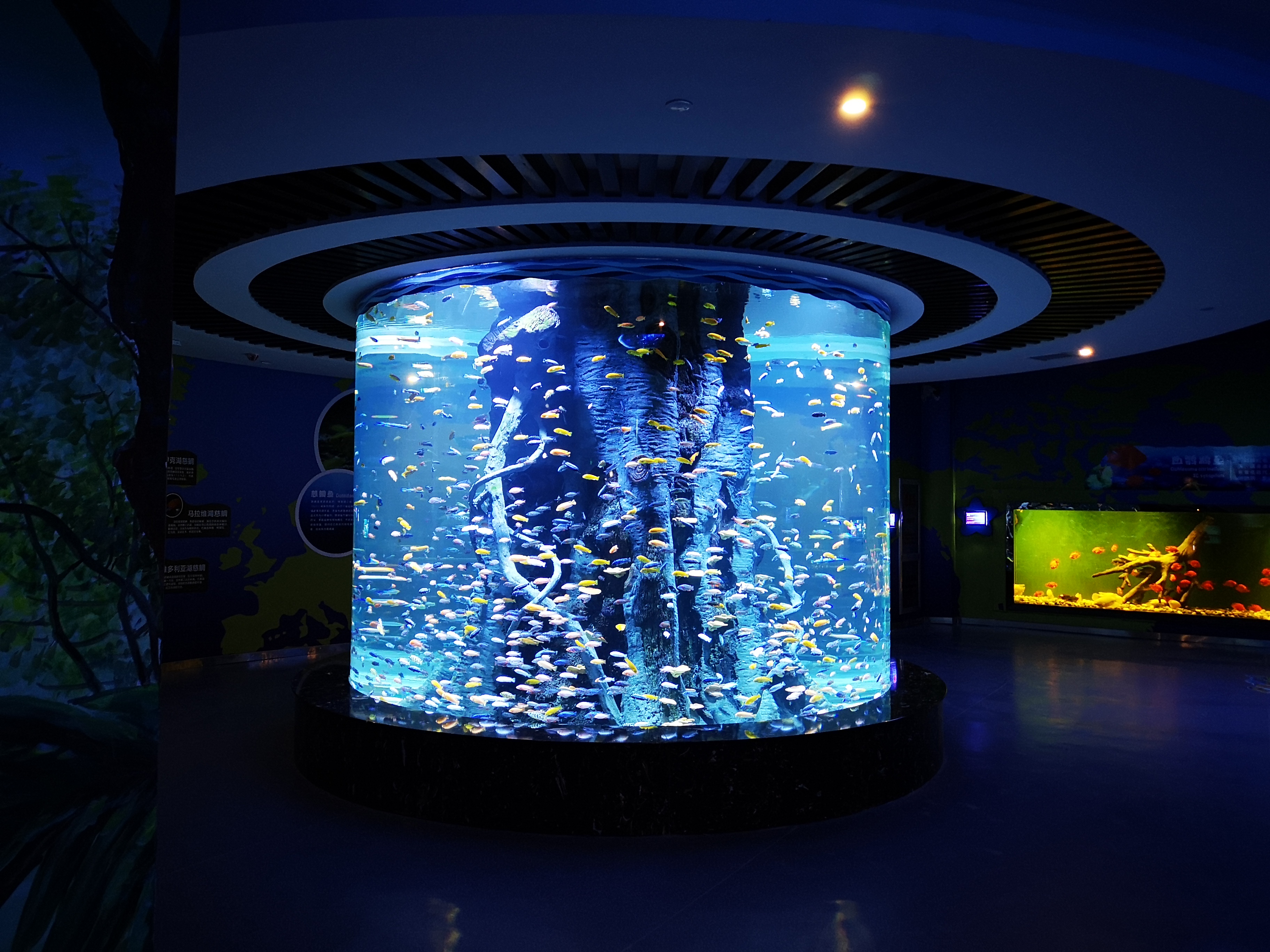 Acrylic custom fish tank - manufacture