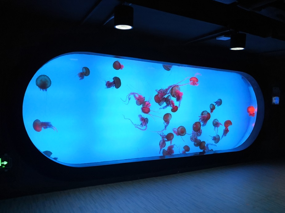 Chongqing Hanhai Polar Ocean World - Leyu Arylic Aquarim (5)
