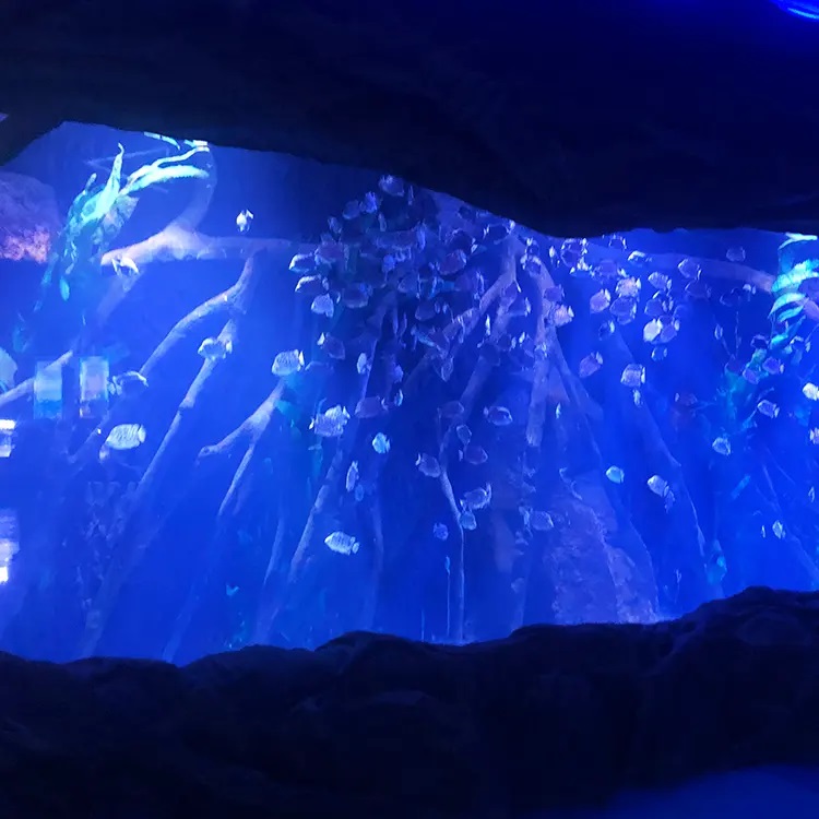 Is acrylic sheet safe for aquarium Aquarium acrylic sheets - Leyu
