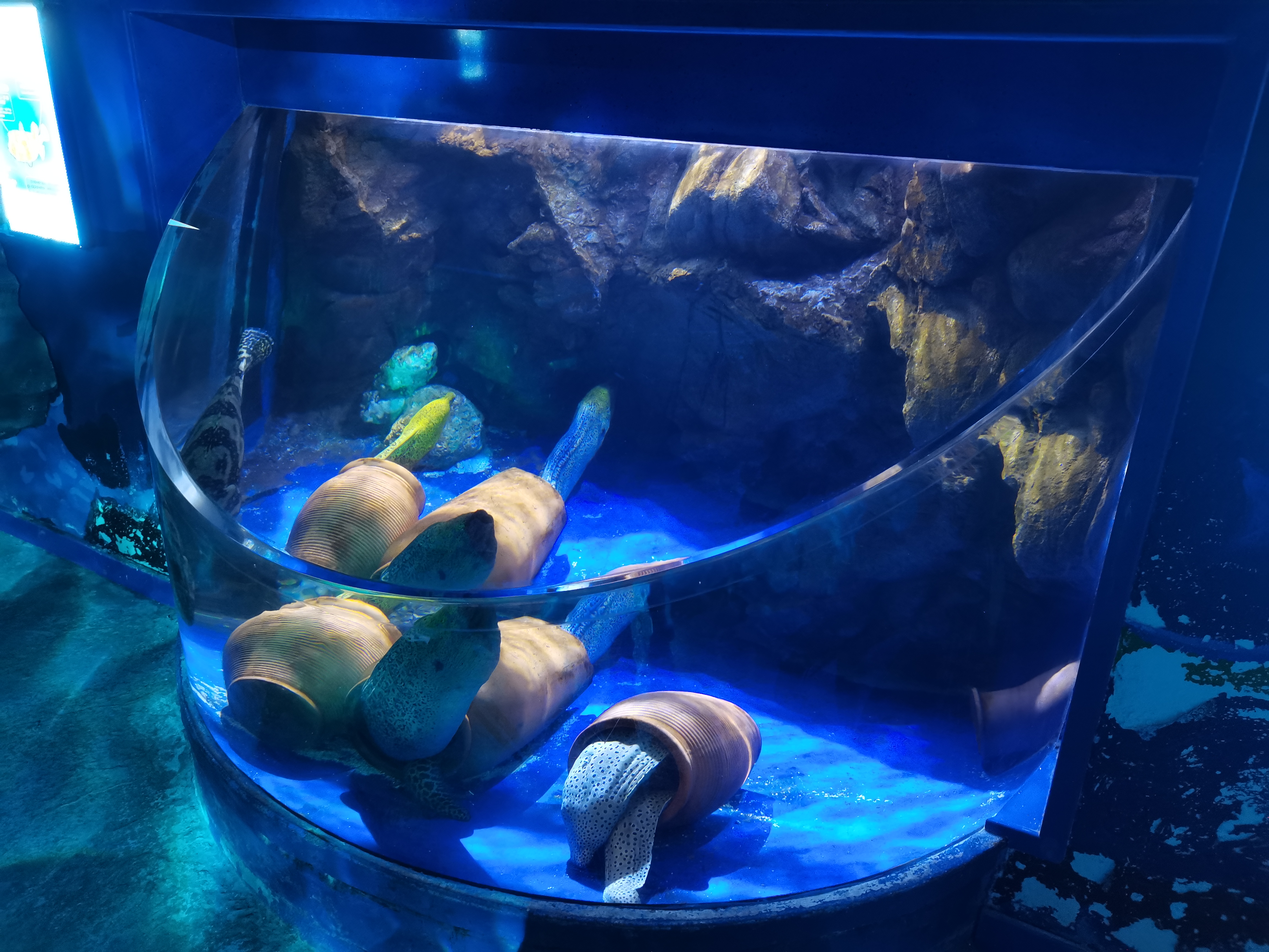 Acrylic fish pool - LEYU