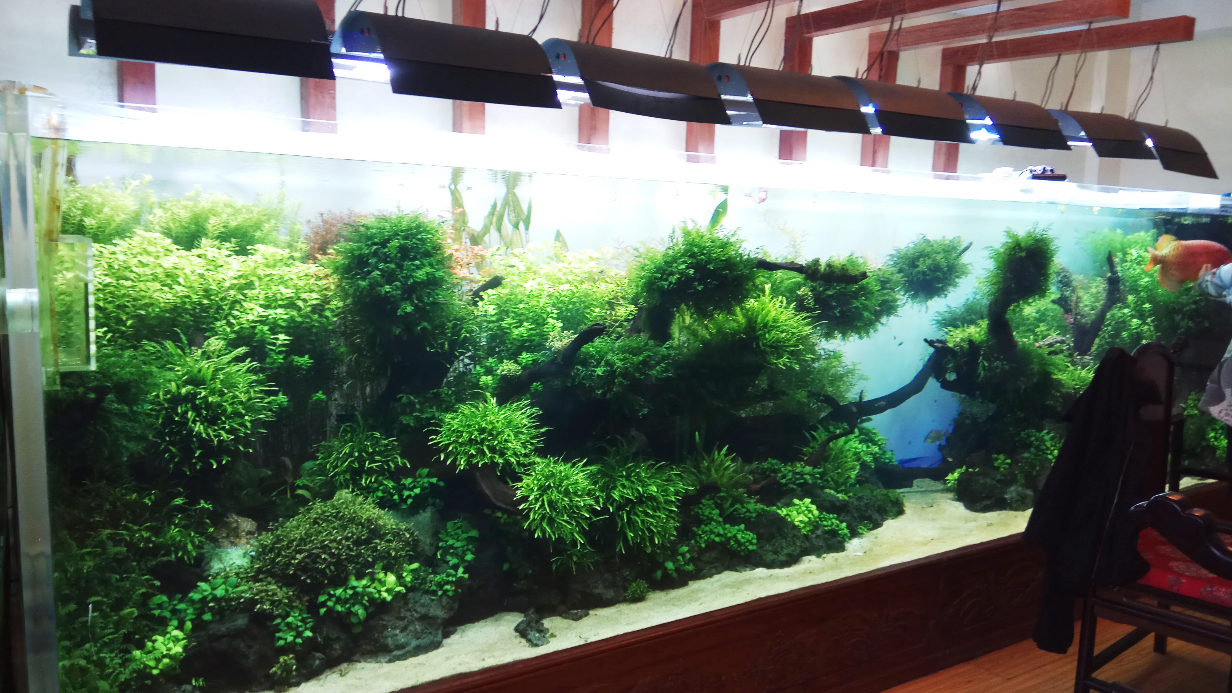 acrylic aquarium tanks
