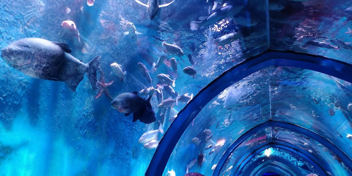 acrylic aquarium tunnel