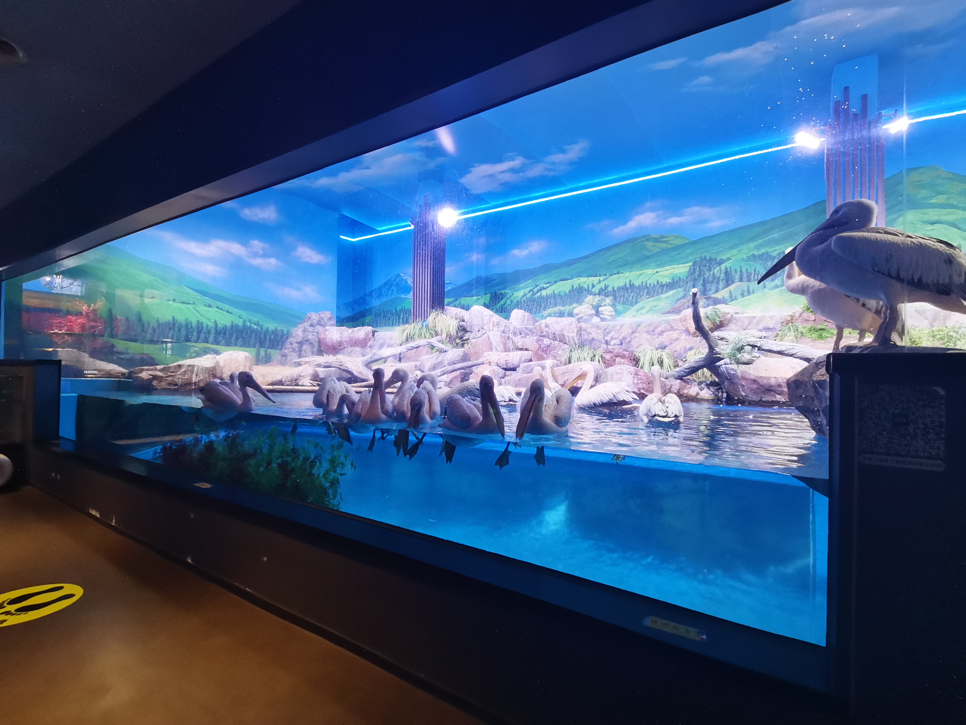 Acrylic window aquarium - LEYU ACRYLIC