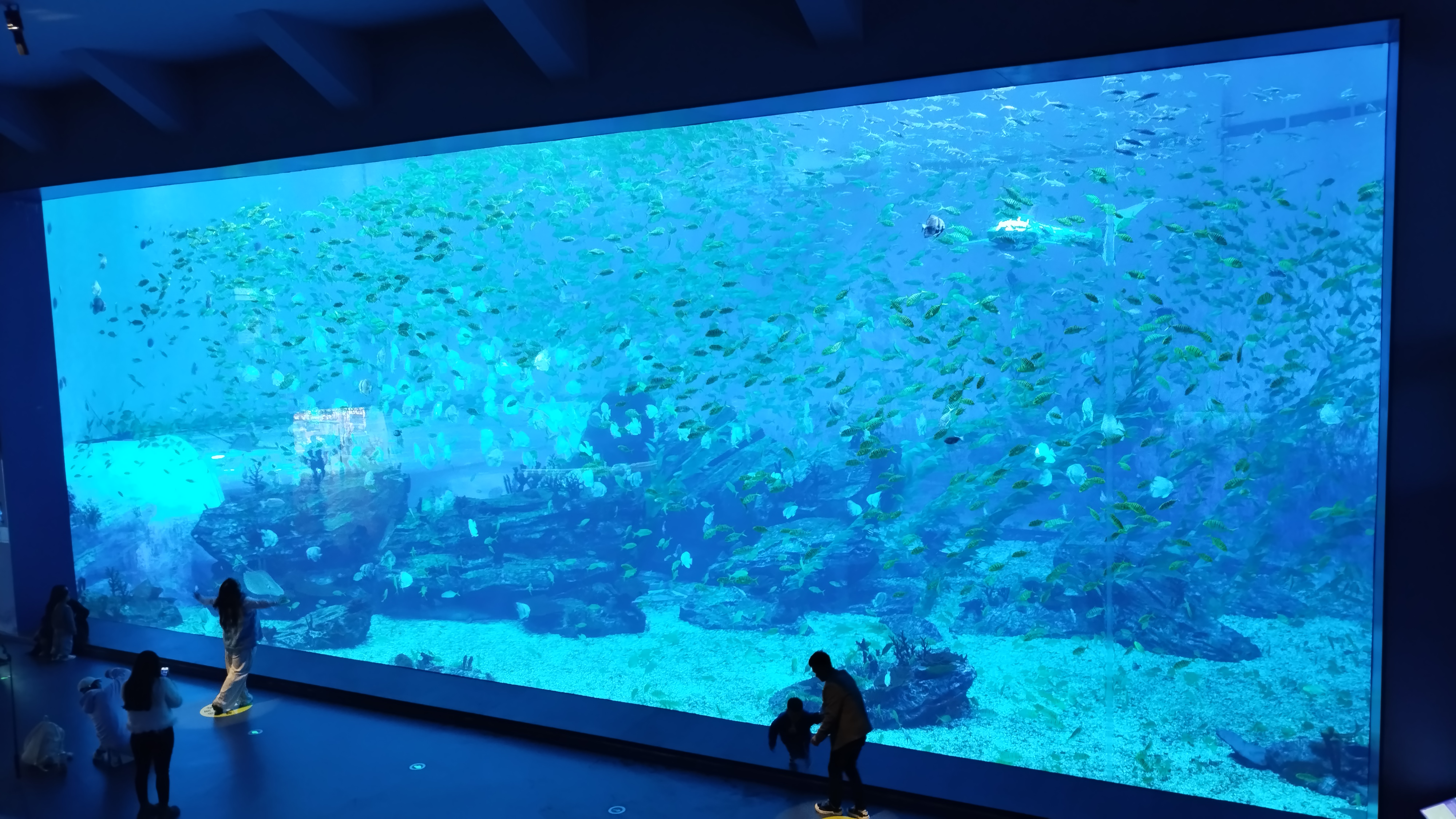 Acrylic window aquarium - LEYU ACRYLIC