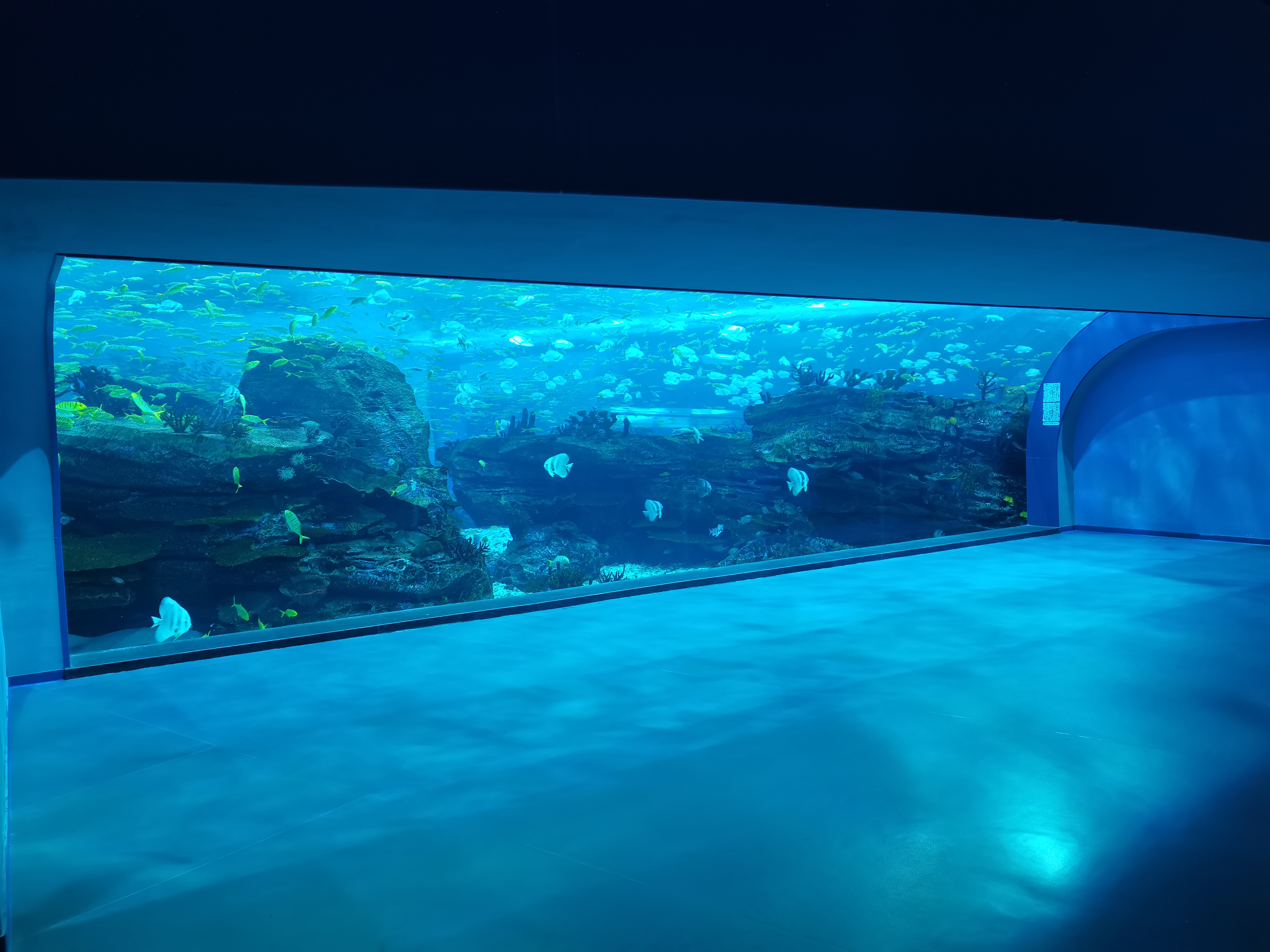 Acrylic window aquarium - LEYU ACRYLIC