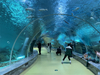 Oceanarium restaurant how to get rid of algae in fish tank Leyu professional customization - Leyu