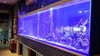 Which is the best Acrylic Aquarium Fish Tank in 2024 LEYU Acrylic Fish Tank Factory will answer your questions - LEYU
