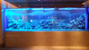 What is the best acrylic to build a seaclear acrylic aquarium - Leyu Acrylic Sheet Products Factory