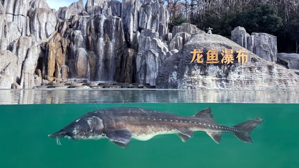 Nanjing Gingko Lake Arowana & Koi Pond Project &ndash; Leyu Case5