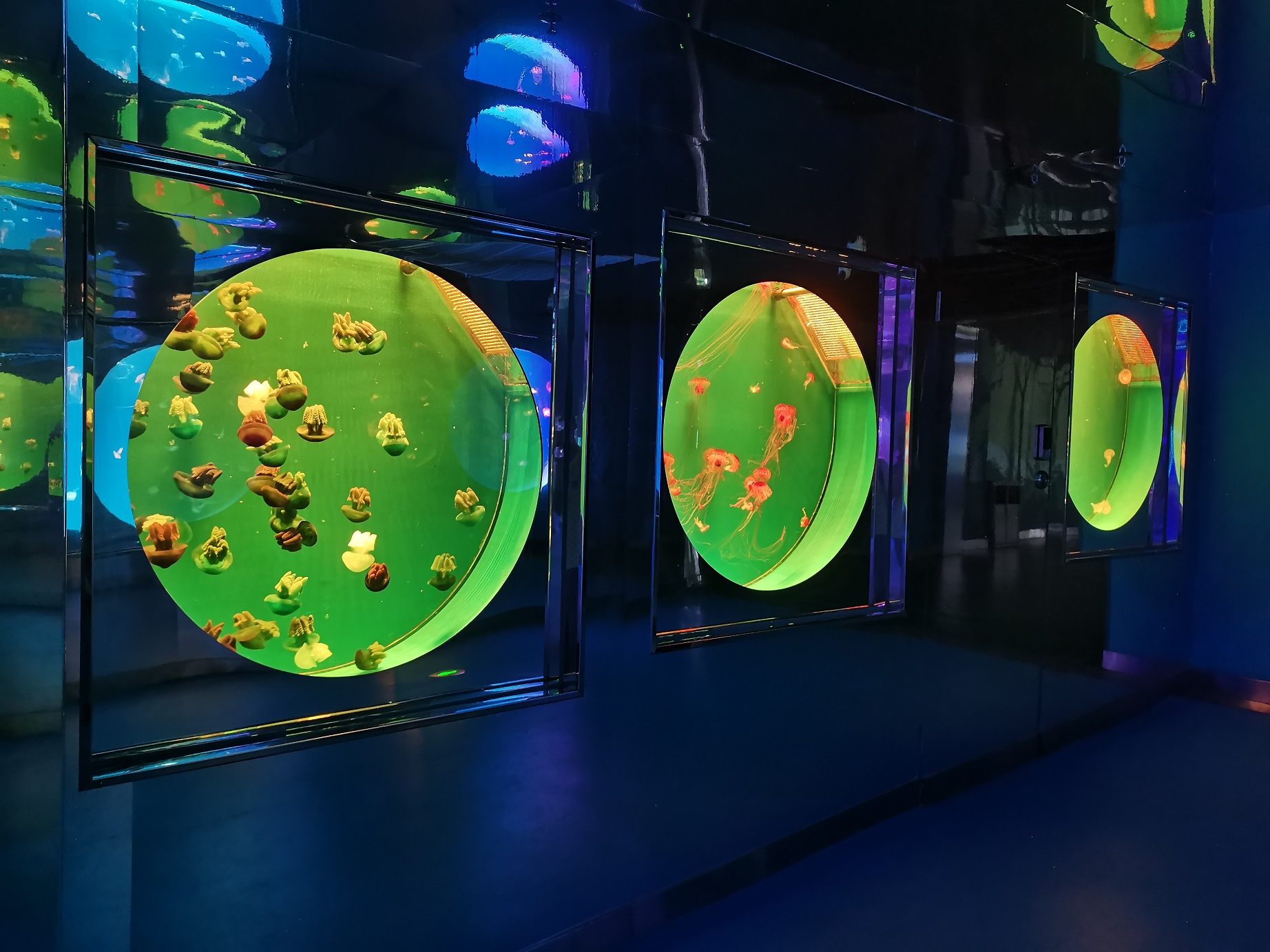 Jellyfish tanks jellyfish tank setup jellyfish tank for sale - Leyu