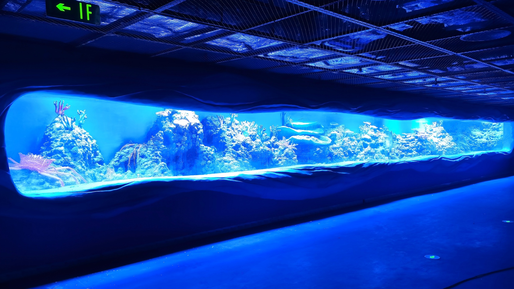 Guangdong Oceanarium &ndash; LEYU&rsquo;s Large Acrylic Aquarium Engineering Case in Guangzhou1