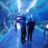 Mount Desert Oceanarium explore the ocean world oceanarium Leyu Professional Customization - Leyu