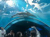 Tunnel aquarium made by Leyu acrylic factory - LEYU